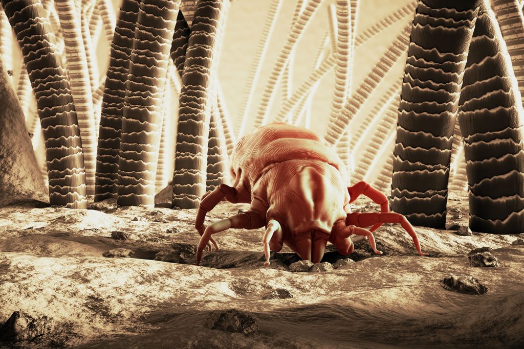 dust mites are asthma triggers